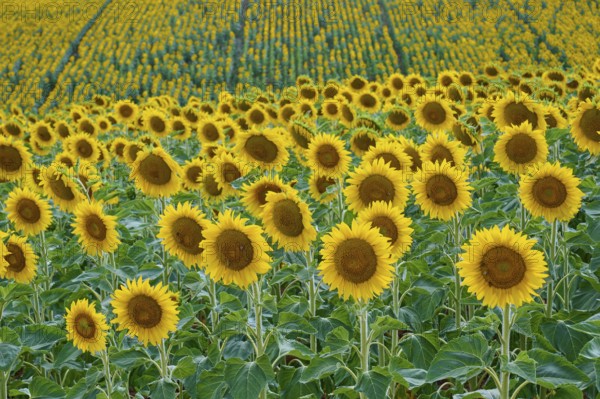 A wide field of sunflowers stretches to the horizon, summer, Thüngen, Main Spessart district, Bavaria, Germany, Europe