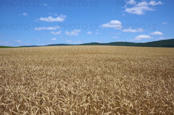 Endless, golden wheat field under a bright blue sky with scattered clouds, summer, Miltenberg, district Miltenberg, Spessart, Bavaria, Germany, Europe