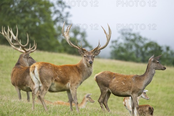 Red deer (Cervus elaphus) stag and hinds on a meadow in tirol, Kitzbühel, Wildpark Aurach, Austria, Europe