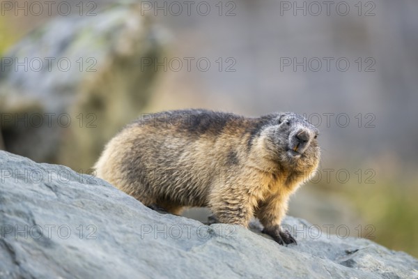 Alpine marmot (Marmota marmota) in autumn, Grossglockner, High Tauern National Park, Austria, Europe