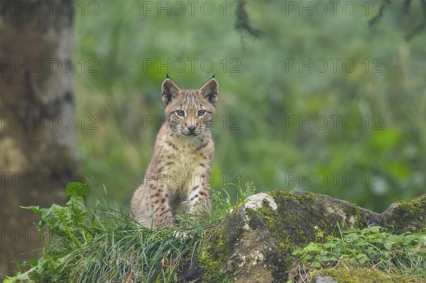 Eurasian lynx (Lynx lynx) youngster on a rock, Bavaria, Germany, Europe