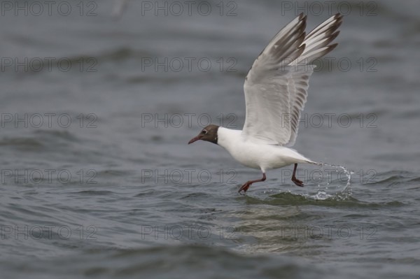 Black-headed gull (Chroicocephalus ridibundus) in summer plumage, flying above the sea surface, looking for small fish, near Hvide Sande, Ringkøbing Fjord, North Sea, Denmark, Europe