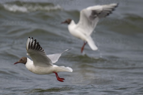 Black-headed gulls (Chroicocephalus ridibundus) in summer plumage, flying above the sea surface, looking for small fish, near Hvide Sande, Ringkøbing Fjord, North Sea, Denmark, Europe