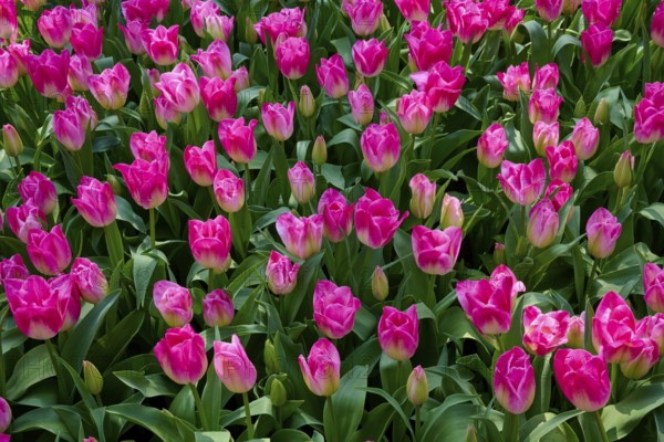 Pink tulips and buds in a dense, vibrant flowerbed, Keukenhof, Lisse, province of South Holland, Netherlands