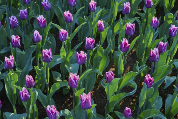 Purple tulips, geometrically arranged, glistening in the early morning light, Keukenhof, Lisse, province of South Holland, Netherlands
