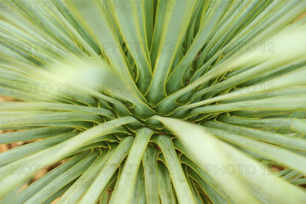 Green leaves of a plant in a detailed structure showing its beauty, Keukenhof, Lisse, province of South Holland, Netherlands