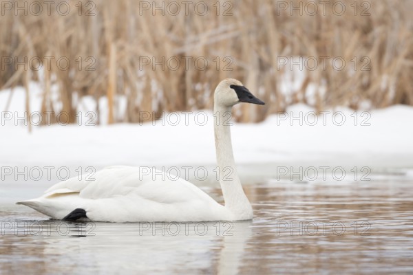 Swimming... Trumpeter Swan (Cygnus buccinator), largest swan on earth, one of the largest flying birds ever, name derives from the typical calls, nature in Yellowstone NP, Grand Teton NP, Wyoming, North America, United States of America