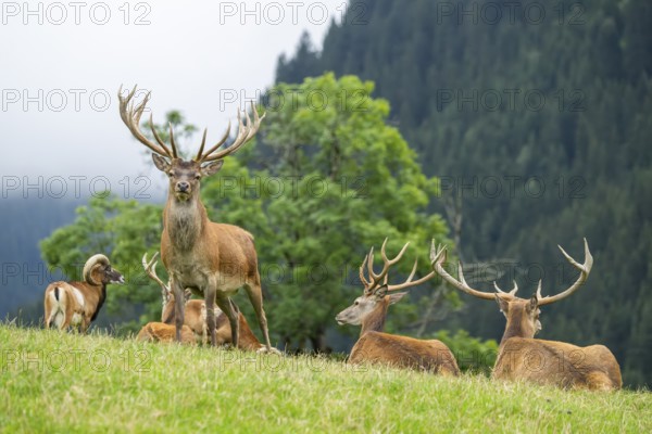 Red deer (Cervus elaphus) stag on a meadow in tirol, Kitzbühel, Wildpark Aurach, Austria, Europe