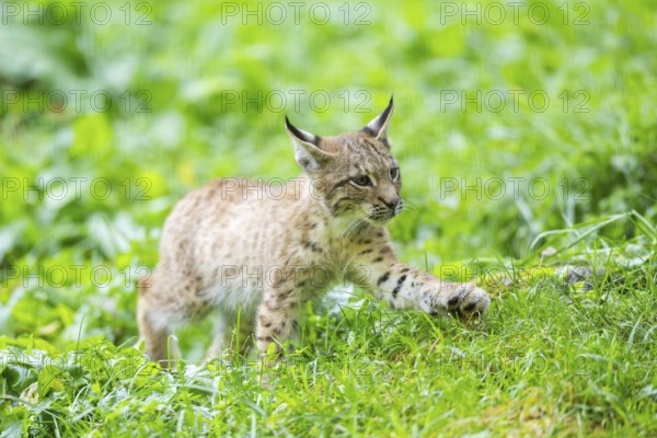 Eurasian lynx (Lynx lynx) youngster on a meadow, Bavaria, Germany, Europe