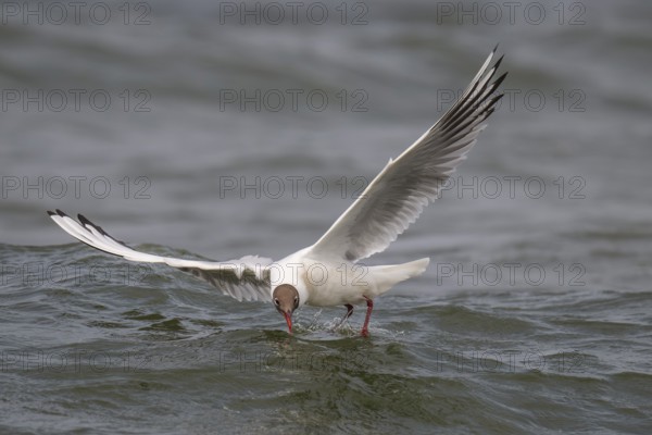Black-headed gull (Chroicocephalus ridibundus) in summer plumage, flying above the water surface, looking for small fish, near Hvide Sande, Ringkøbing Fjord, North Sea, Denmark, Europe