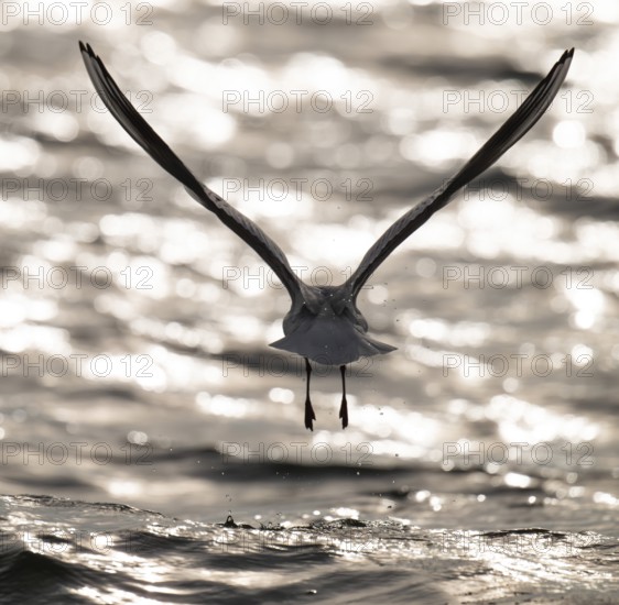 Black-headed gull (Chroicocephalus ridibundus) in summer plumage, flying above the sea surface, looking for small fish, near Hvide Sande, Ringkøbing Fjord, North Sea, Denmark, Europe