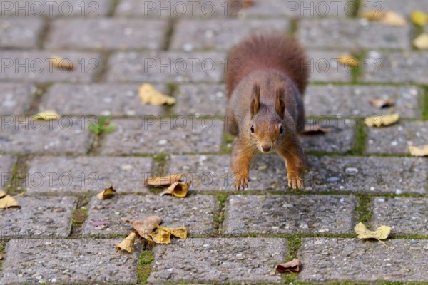 Eurasian squirrel (Sciurus vulgaris), jumping on a paved path covered with leaves, looking attentively, Germany, Europe
