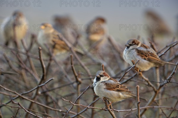 Sparrow gathering... House sparrows (Passer domesticus), sparrows sitting in a flock in a clipped hedge in the garden, flock of male and female birds, very well-known bird species that has become rare in many cities due to habitat loss, native birds, wildlife, nature, Lower Rhine, Rhine district Neuss, North Rhine-Westphalia, Germany, Western Europe, Europe