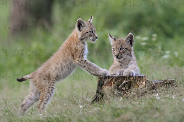 Playful... Eurasian lynx (Lynx lynx), two young lynxes, cats, kittens playing with each other on a rotten tree stump, funny, almost hearty picture