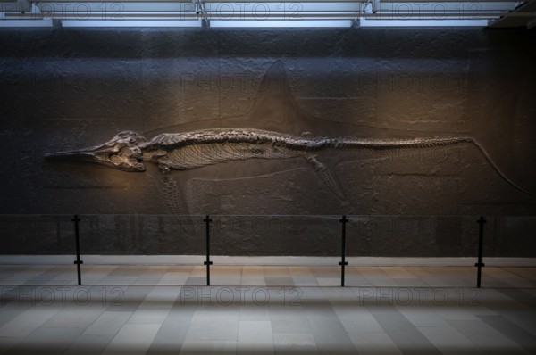 Interior photograph, young ichthyosaur Temnodontosaurus trigonodon, exhibition, excavation on slate, museum, Urwelt-Museum Hauff, Holzmaden, Baden-Württemberg, Germany, Europe
