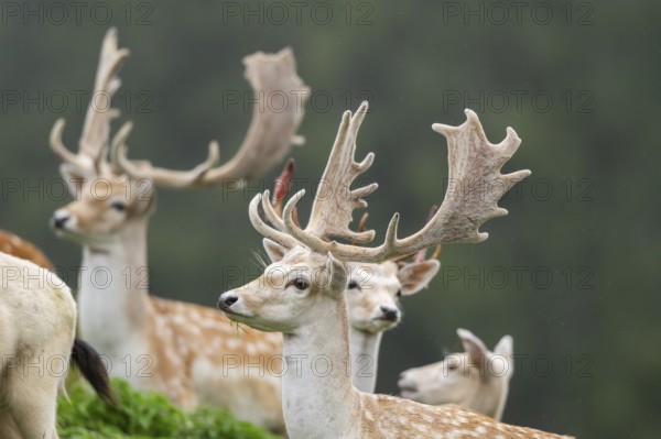 European fallow deer (Dama dama) stags on a meadow, tirol, Kitzbühel, Wildpark Aurach, Austria, Europe