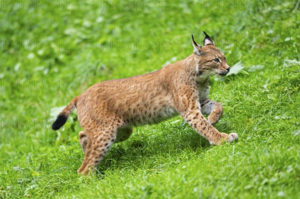 Eurasian lynx (Lynx lynx) on a meadow, Austria, Europe