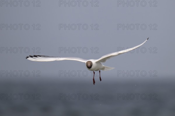 Black-headed gull (Chroicocephalus ridibundus) in summer plumage, flying above the sea surface, looking for small fish, near Hvide Sande, Ringkøbing Fjord, North Sea, Denmark, Europe