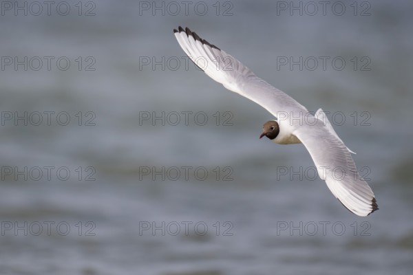 Black-headed gull (Chroicocephalus ridibundus) in summer plumage, in flight above the sea surface looking for small fish, near Hvide Sande, Ringkøbing Fjord, North Sea, Denmark, Europe