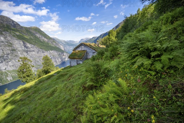 Blomberg Gård, historic mountain farm with grass roof on a steep mountainside above the Geirangerfjord, view of idyllic fjord landscape, near Geiranger, Møre og Romsdal, Norway, Europe