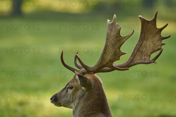 Fallow deer (Dama dama), with large antlers, in a green natural setting, Germany, Europe