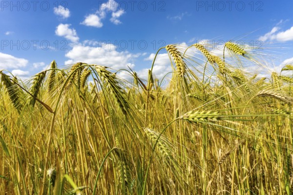 Grain field, in front of harvest, barley, near Bottrop-Kirchhellen, North Rhine-Westphalia, Germany, Europe