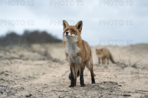 Curiosity and restraint... Red fox (Vulpes vulpes), two red foxes on a sandy path, taken from the perspective of a mouse, unusual, interesting and also funny picture, native nature, North Holland, Netherlands, Western Europe