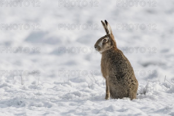 Sitting upright... European hare (Lepus europaeus), hare sitting in a field in the snow, obviously distrustful of the situation, looking, pricking up its ears, native nature in the Lower Rhine region, Rhineland, North Rhine-Westphalia, Germany, Western Europe, Europe