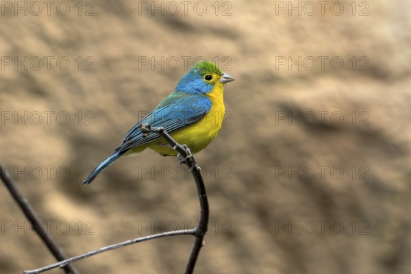 Orange-breasted bunting (Passerina leclancherii) adult male, tropical passerine endemic to Mexico