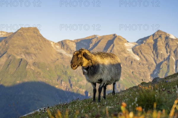 Domestic sheep (Ovis orientalis aries) at sunrise in the Mountains at Hochalpenstraße, Pinzgau, Salzburg, Austria, Europe
