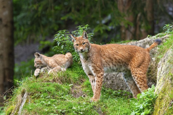 Eurasian lynx (Lynx lynx) mother with her youngster, Austria, Europe