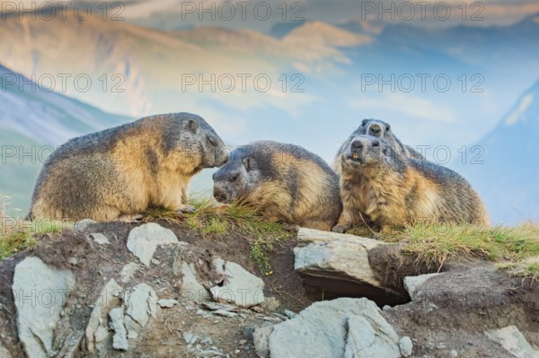 Alpine marmot (Marmota marmota) in autumn, Grossglockner, High Tauern National Park, Austria, Europe