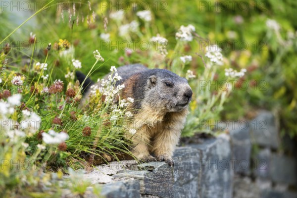 Alpine marmot (Marmota marmota) in autumn, Grossglockner, High Tauern National Park, Austria, Europe