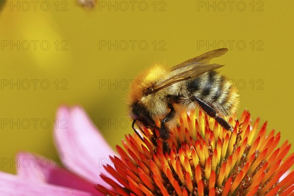 Field bumblebee (Bombus pascuorum), collecting nectar on a purple coneflower (Echinacea purpurea), Wilnsdorf, North Rhine-Westphalia, Germany, Europe