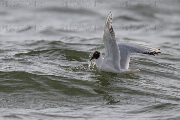 Black-headed gull (Chroicocephalus ridibundus) in summer plumage, swimming on the sea surface, looking for small fish, near Hvide Sande, Ringkøbing Fjord, North Sea, Denmark, Europe