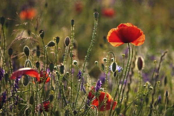 Picturesque beautiful poppies, June, Germany, Europe