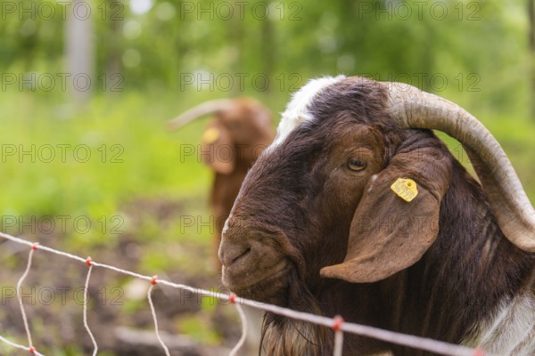 Close-up of a brown goat's head with ear tag and horns against a background of greenery, Gechingen forest pasture, compensation project for the Hermann Hesse railway to create ecological habitats for endangered species, Calw district, Germany, Europe