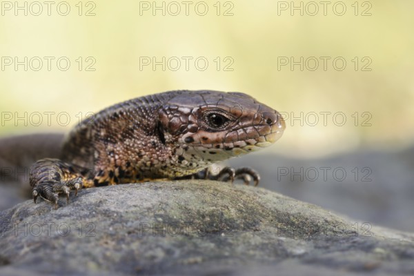 Portrait... Forest lizard (Zootoca vivipara), detailed close-up, North Rhine-Westphalia, Germany, Western Europe, Europe