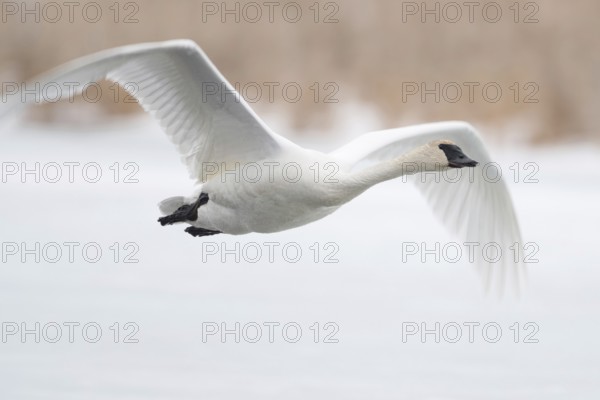 In flight... Trumpeter Swan (Cygnus buccinator), flies over a frozen body of water in winter, flying swan, characterised by the black beak and black feet, nature in Yellowstone NP, Grand Teton Nationa, Wyoming, North America, United States of America, USA, North America