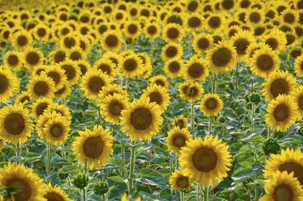 Sunflower field in close-up with intense yellow and green colours, summer, Thüngen, Main Spessart district, Bavaria, Germany, Europe