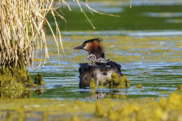 A bird swims in the water near reeds, the surroundings seem peaceful and natural, Great Crested Grebe, (Podiceps Scalloped ribbonfish), with chicks, wildlife, Germany, Europe