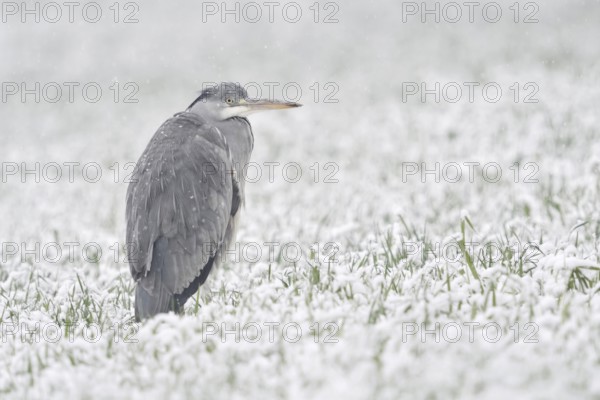 Grey heron (Ardea cinerea) stands in winter in heavy snowfall on a snow-covered meadow, in a field, winter wheat field, protects itself against the wet cold, seems to freeze, looks funny, native wildlife in winter, native nature, Bislicher Insel, district Wesel, Lower Rhine, North Rhine-Westphalia, Germany, Western Europe, Europe