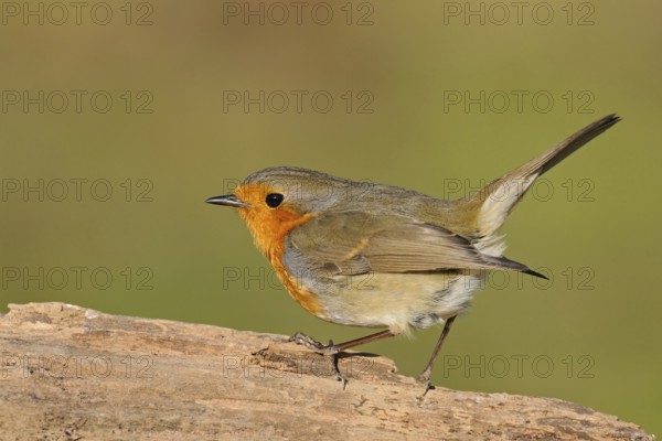 Commonly known songbird... The robin (Erithacus rubecula) is probably one of our best-known native songbirds, it is often friendly, looks likeable, native fauna, wildlife, Germany, North Rhine-Westphalia, Western Europe, Europe