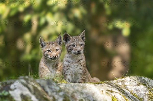 Eurasian lynx (Lynx lynx) youngsters on a rock, Bavaria, Germany, Europe