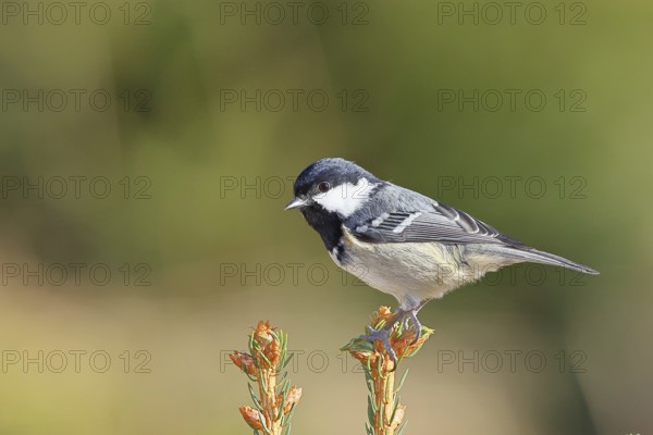 Fir tit (Parus ater), sitting on the top of a young spruce, European spruce (Picea abies), Wilnsdorf, North Rhine-Westphalia, Germany, Europe