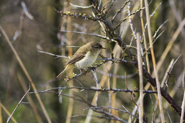 Chiffchaff, willow warbler sitting on a branch in dry reeds, Insel Düne, Heligoland, Schleswig-Holstein, Germany, Europe