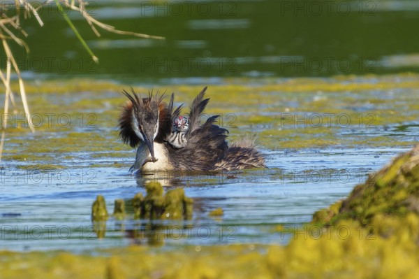 Great Crested Grebe with chicks on its back swimming calmly in the water, Great Crested Grebe, (Podiceps Scalloped ribbonfish), with chicks, wildlife, Germany, Europe