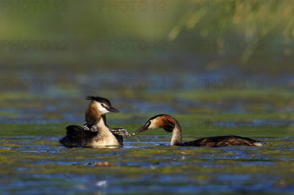 Two great crested grebes in the water in quiet interaction, surrounded by natural environment, Great crested grebe, (Podiceps Scalloped ribbonfish), with chicks, wildlife, Germany, Europe