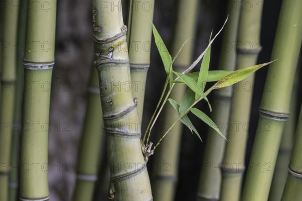 Bamboo (Phyllostachys), Veneto, Italy, Europe