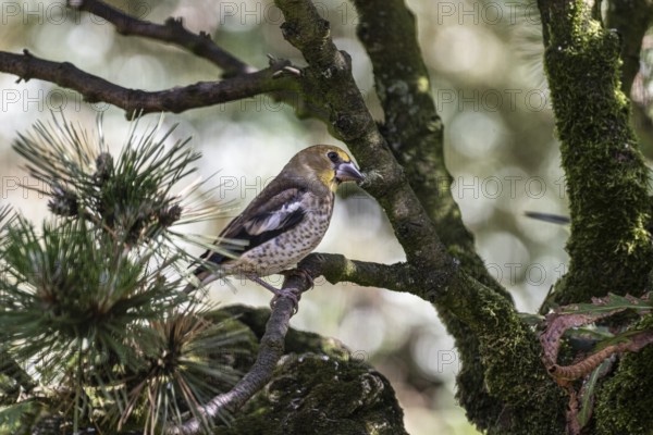 Hawfinch (Coccothraustes coccothraustes), juvenile, Emsland, Lower Saxony, Germany, Europe